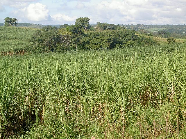 sugar cane cuba