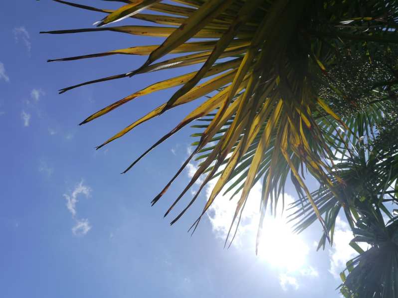 palm tree