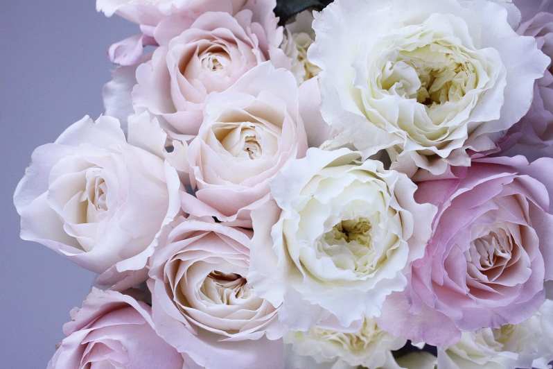 pastel roses