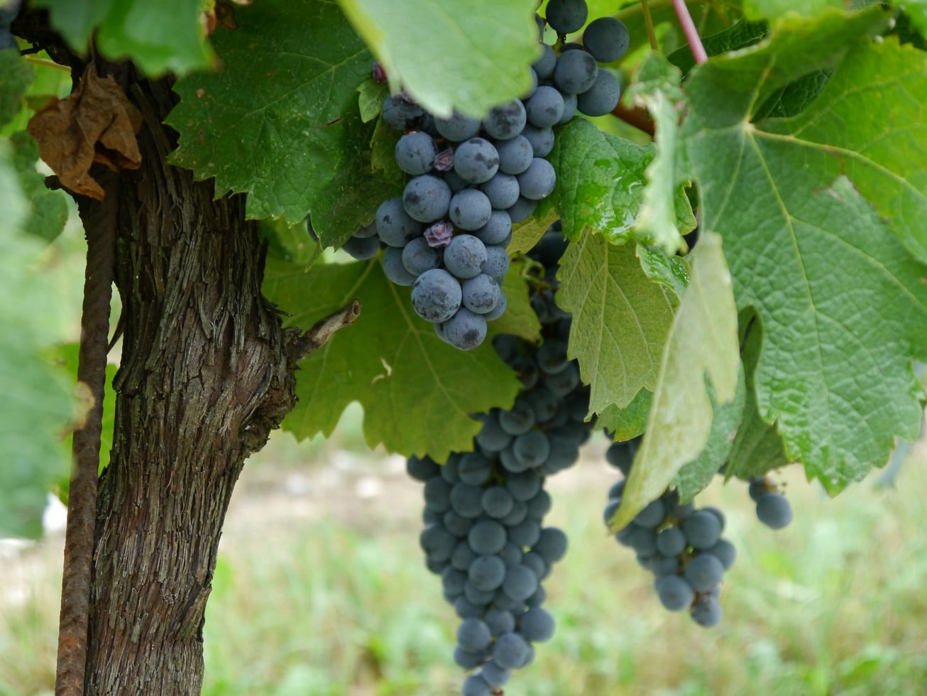 Grapes