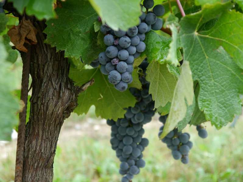 grapes for grappa