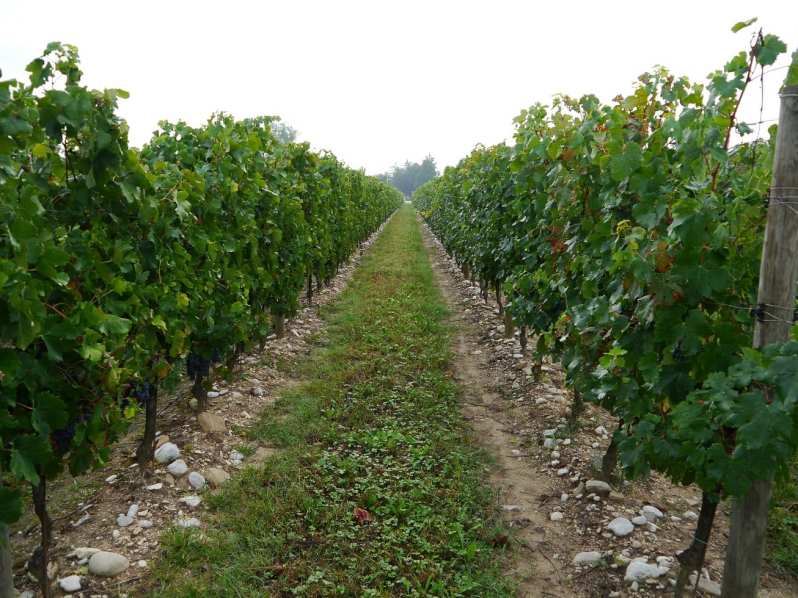 vineyard