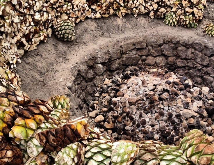 roasting-agave