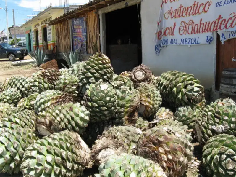 agave