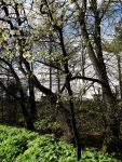 black trees by Aberlour