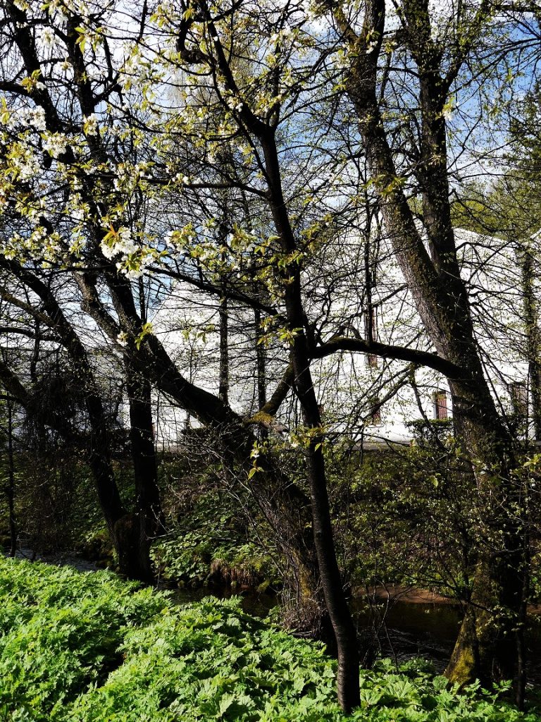 black trees from whisky fumes by Aberlour