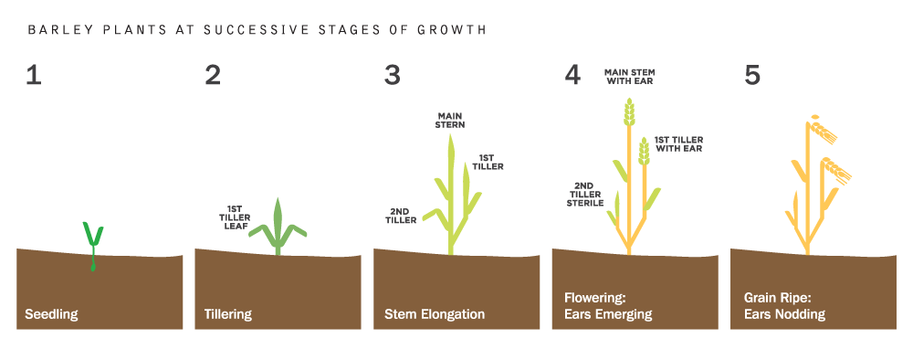 terroir illustration