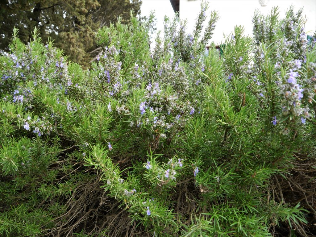 Rosemary bush