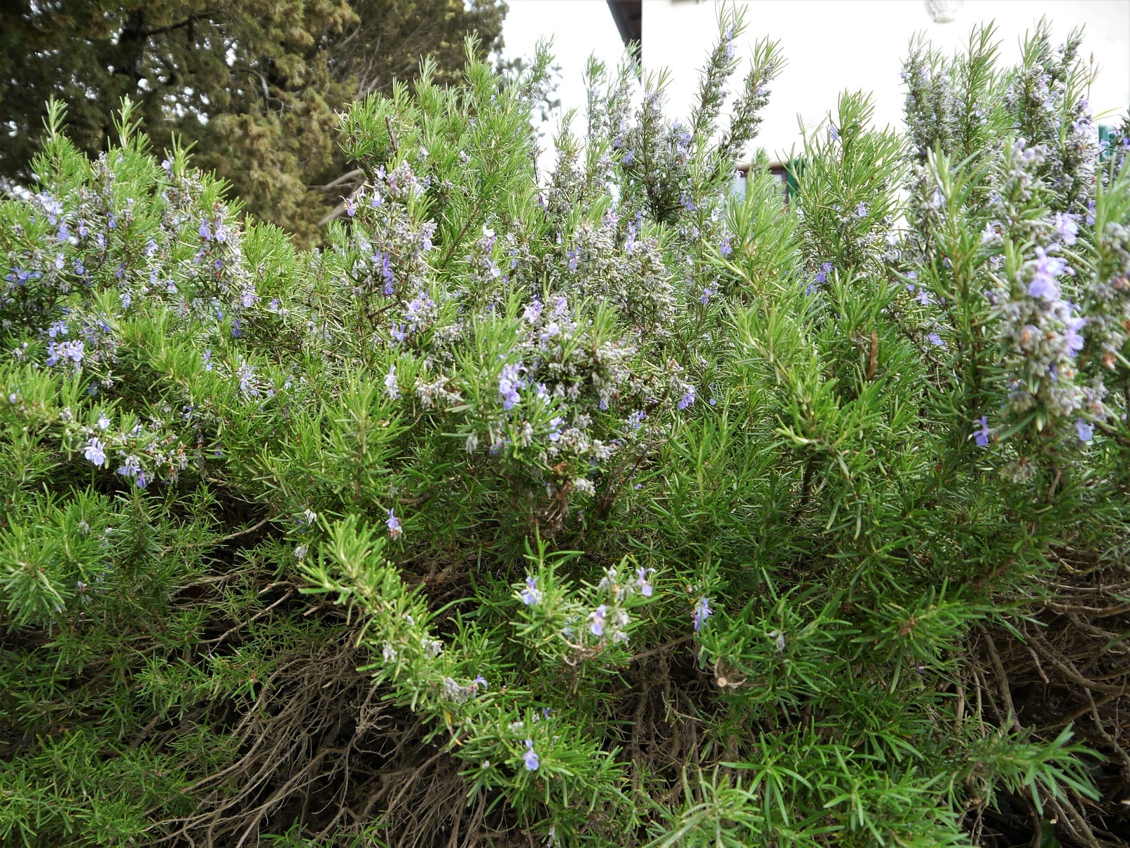 Rosemary