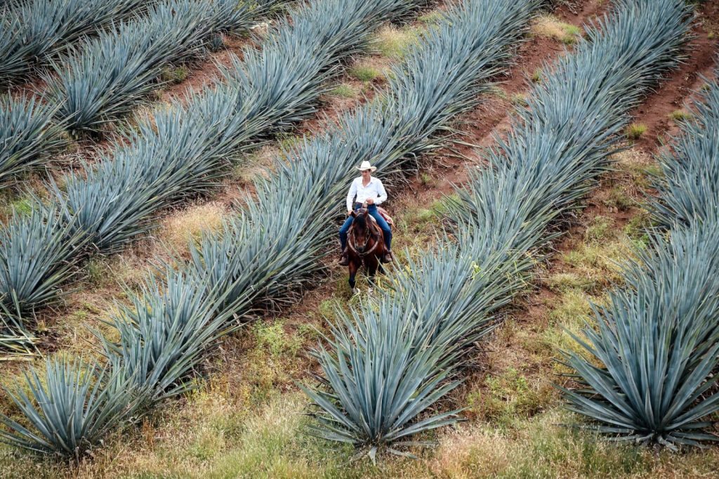 Blue agave harvest