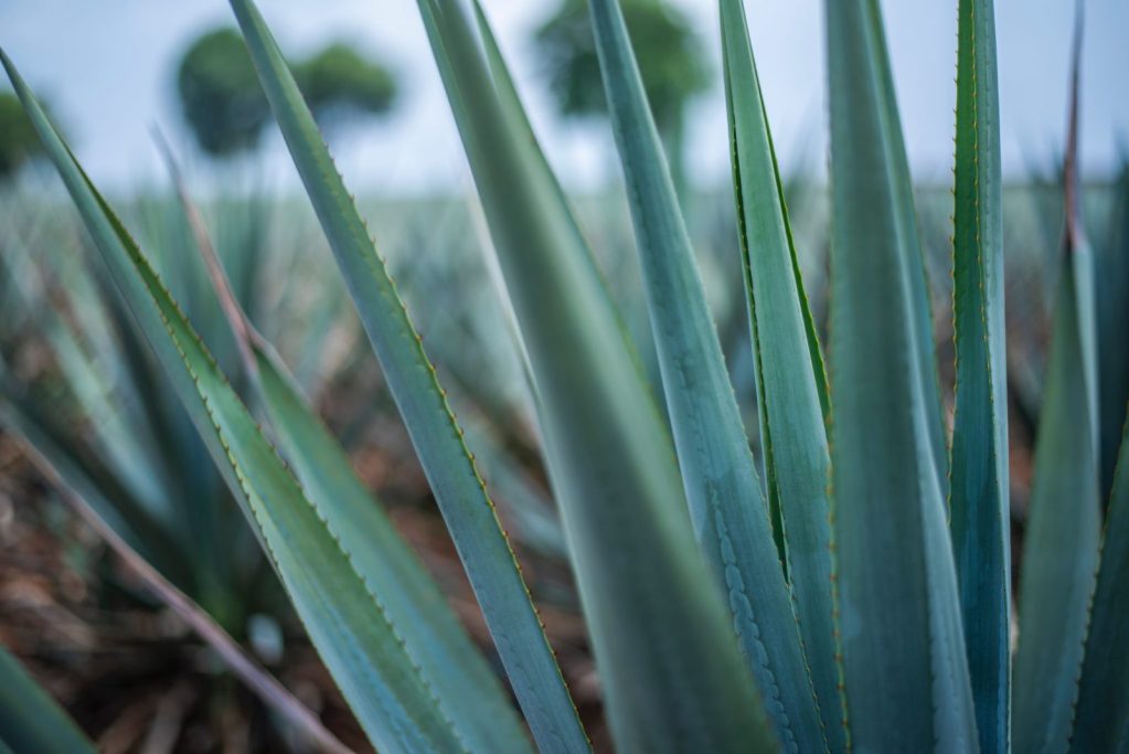 Blue Weber Agave