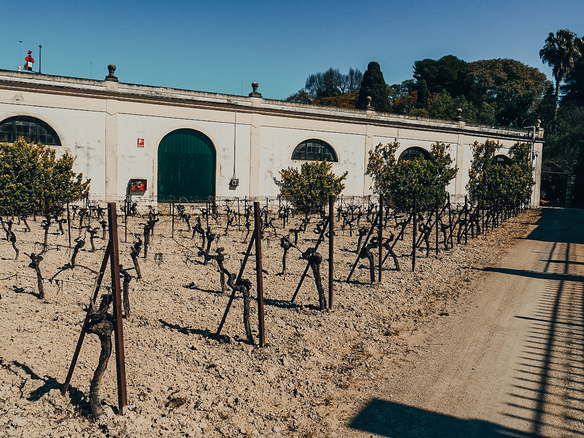 Specific soil for grapes