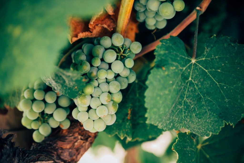 Palomino grapes