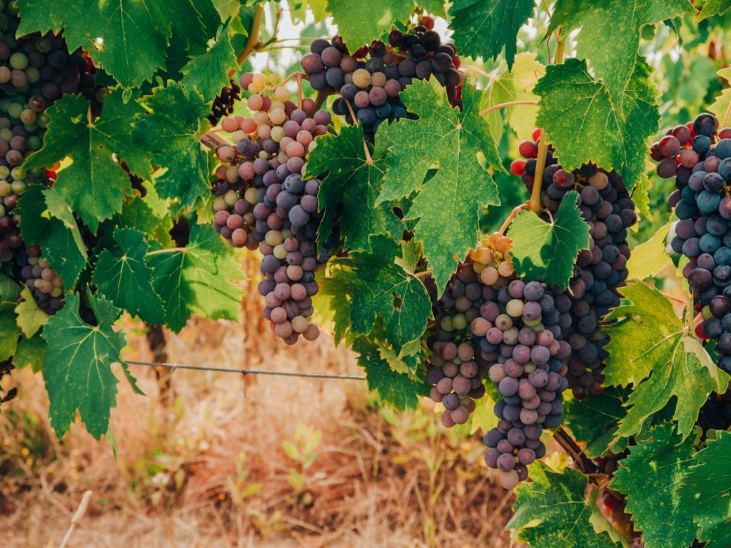 vineyard grape wines