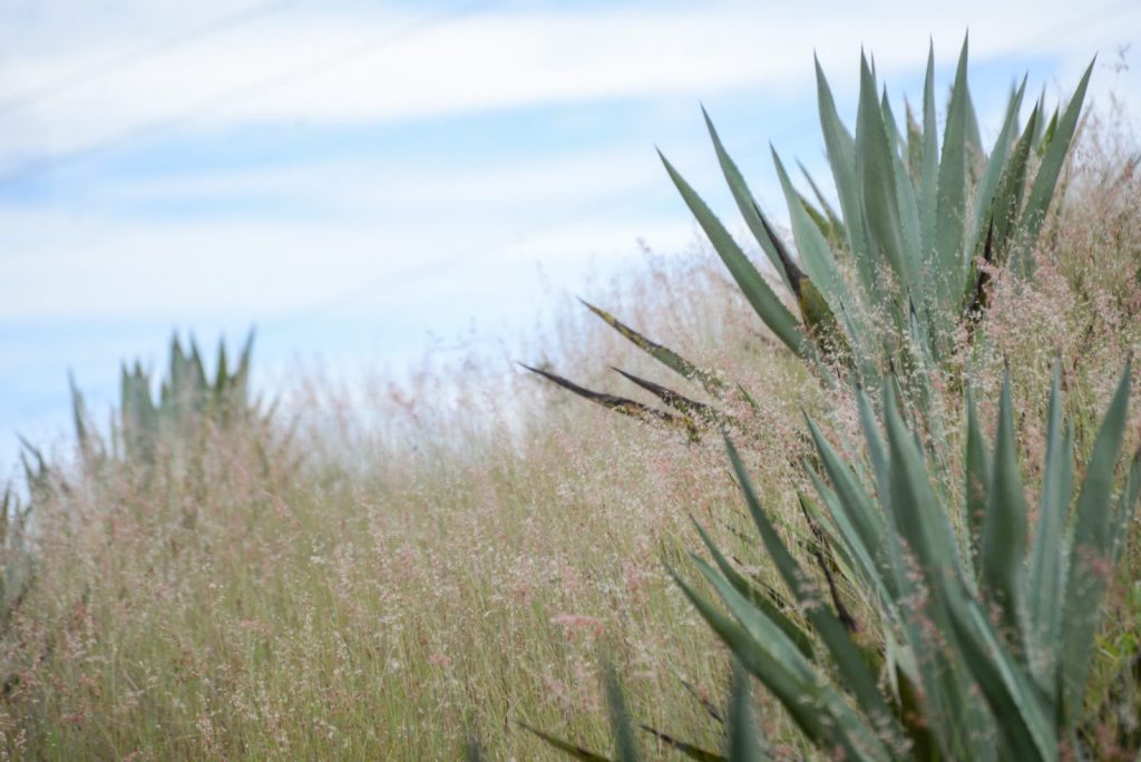 Agave in the wild