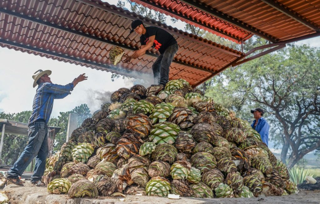 Agave hearts