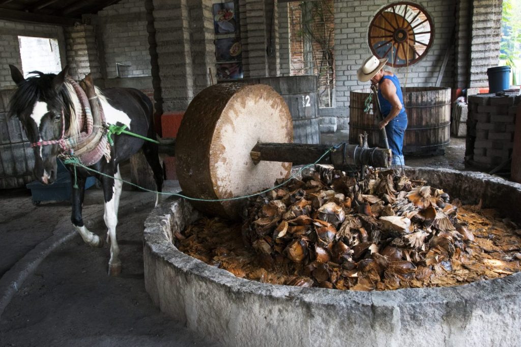 Crushing agave hearts