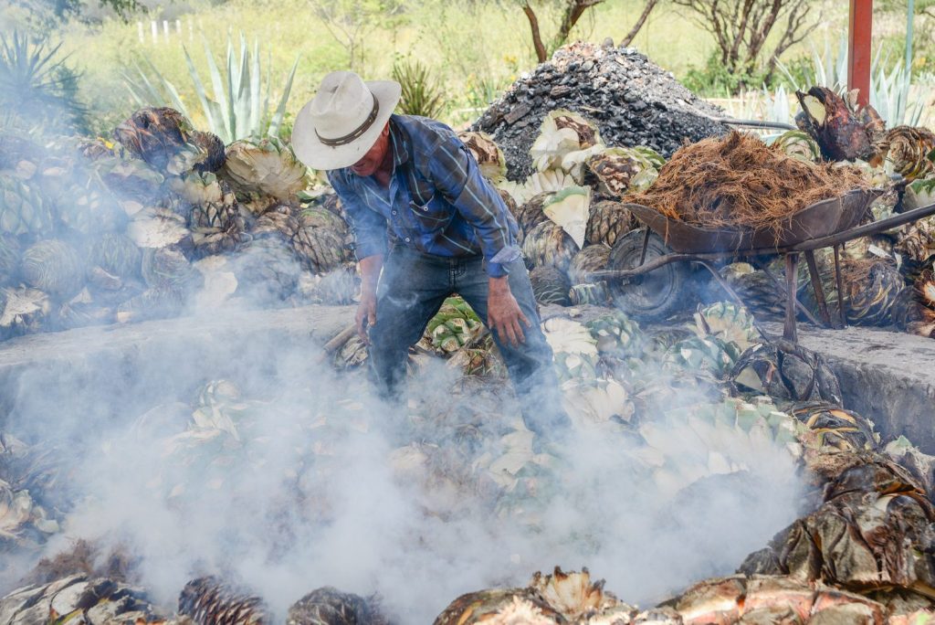 making mezcal