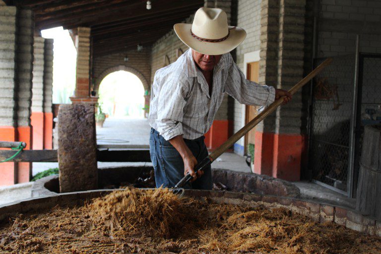 fermenting agave