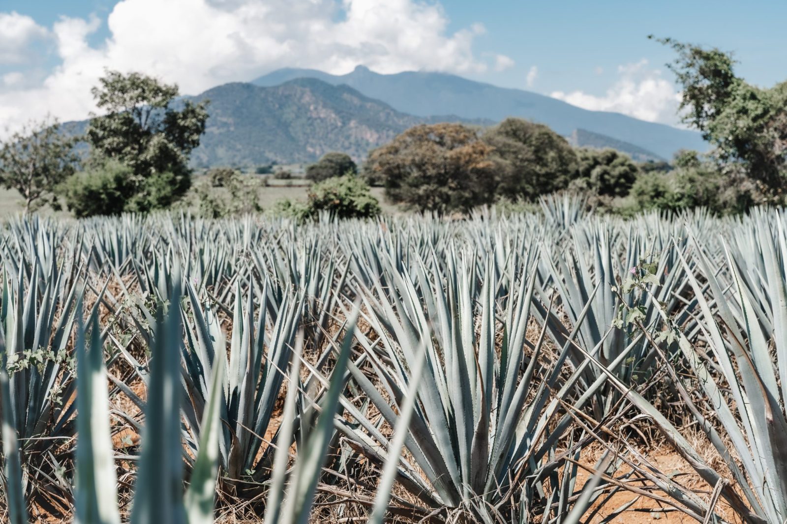 agave