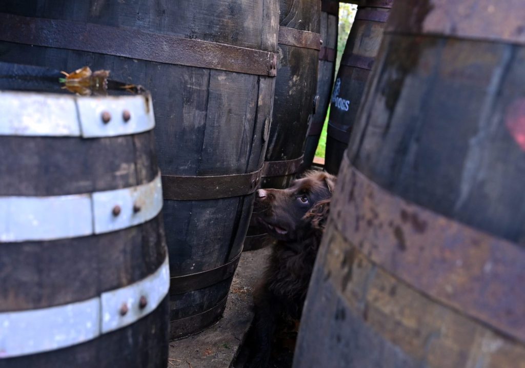 dog sniffing a cask