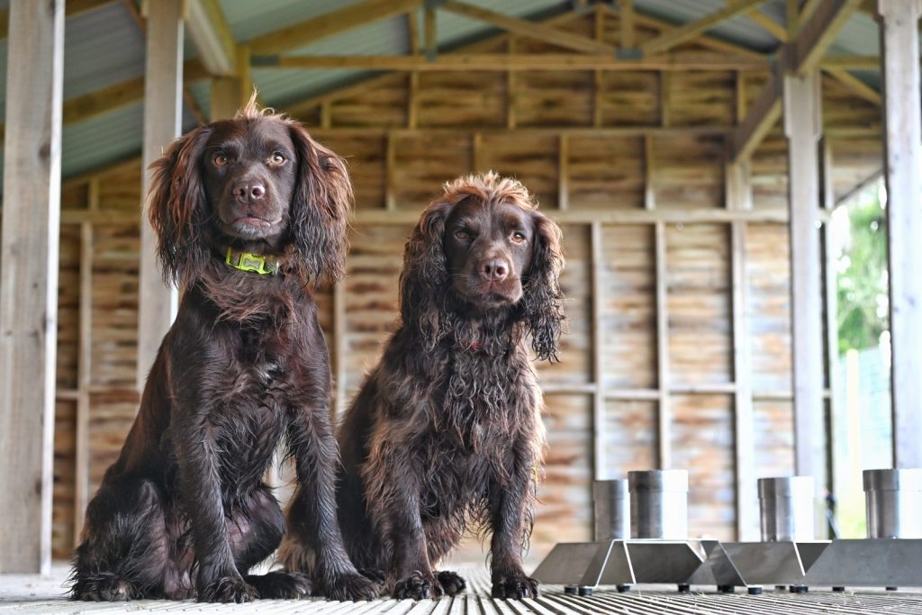 Kevin & Toby working dogs