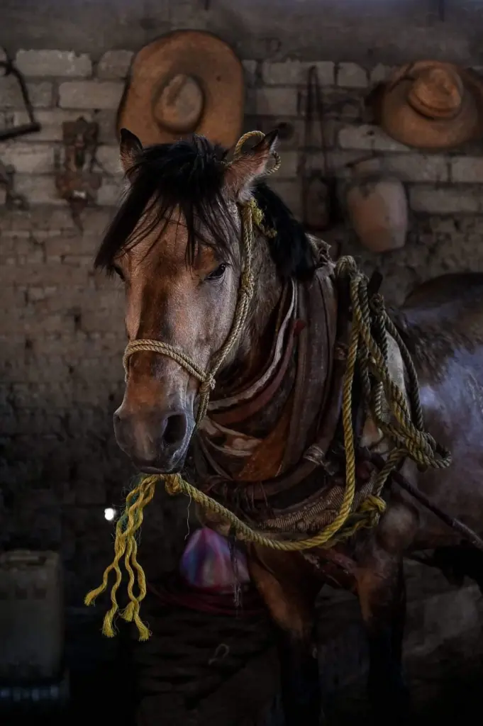 Working animal