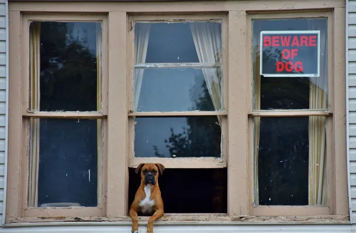 guard dog