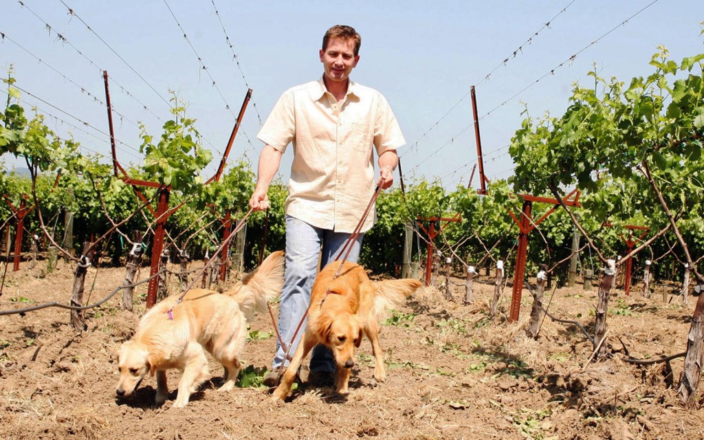 Dogs sniffing vineyard