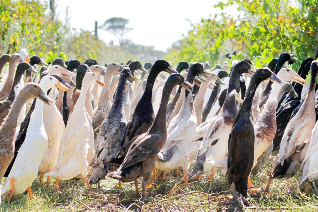 ducks at work