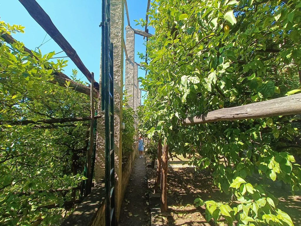 Limonaia La Malora