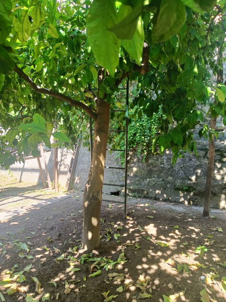 lemon tree