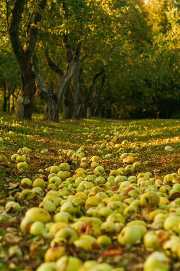 apple harvest