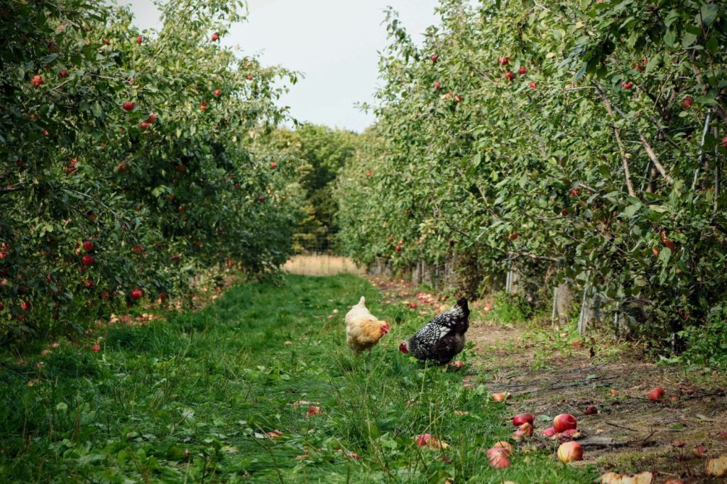 apple orchard with chickens
