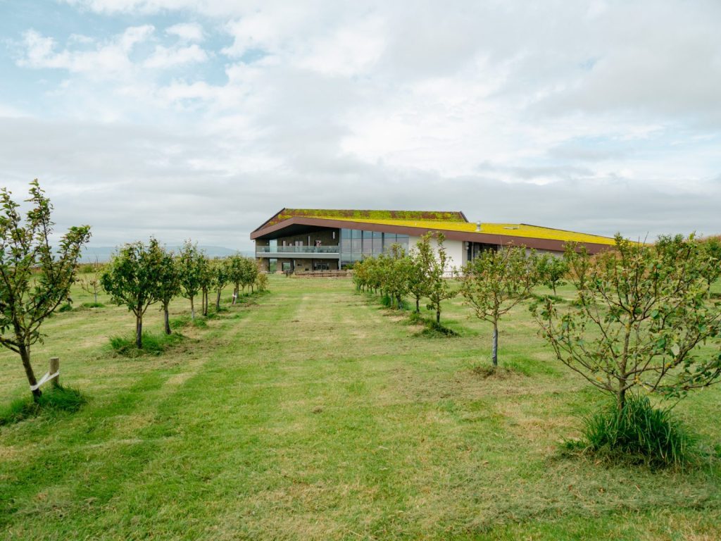 Apple orchards at Lagg distillery 