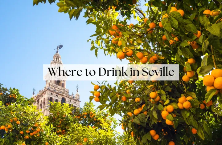 Seville orange trees