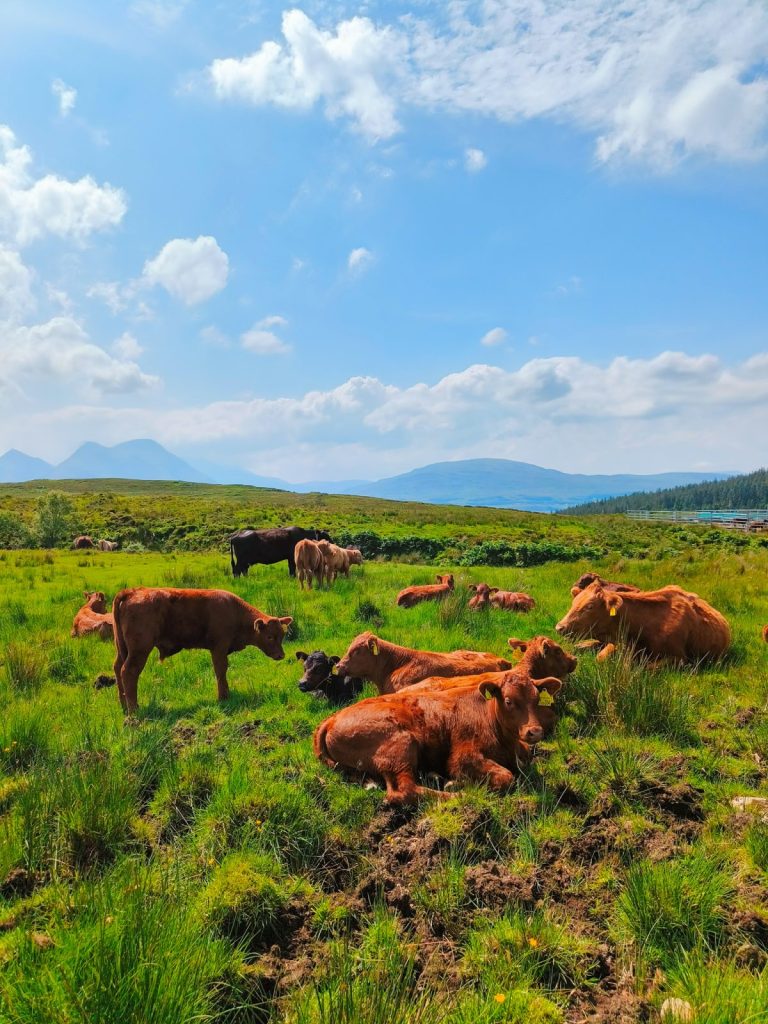 cows in a field