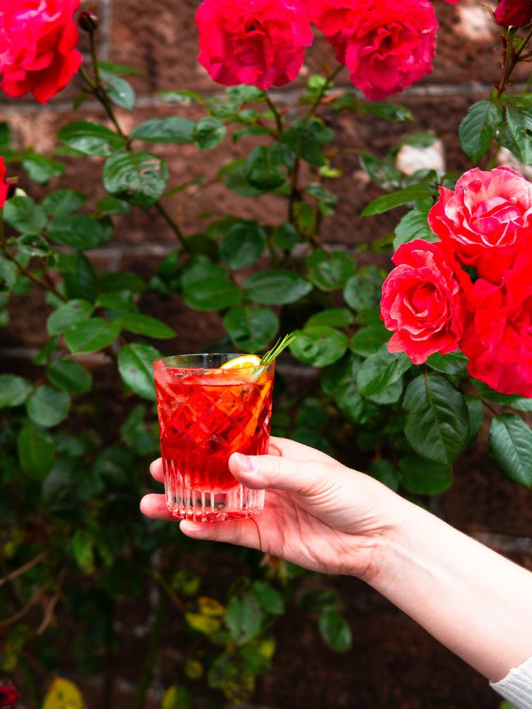 Negroni and roses