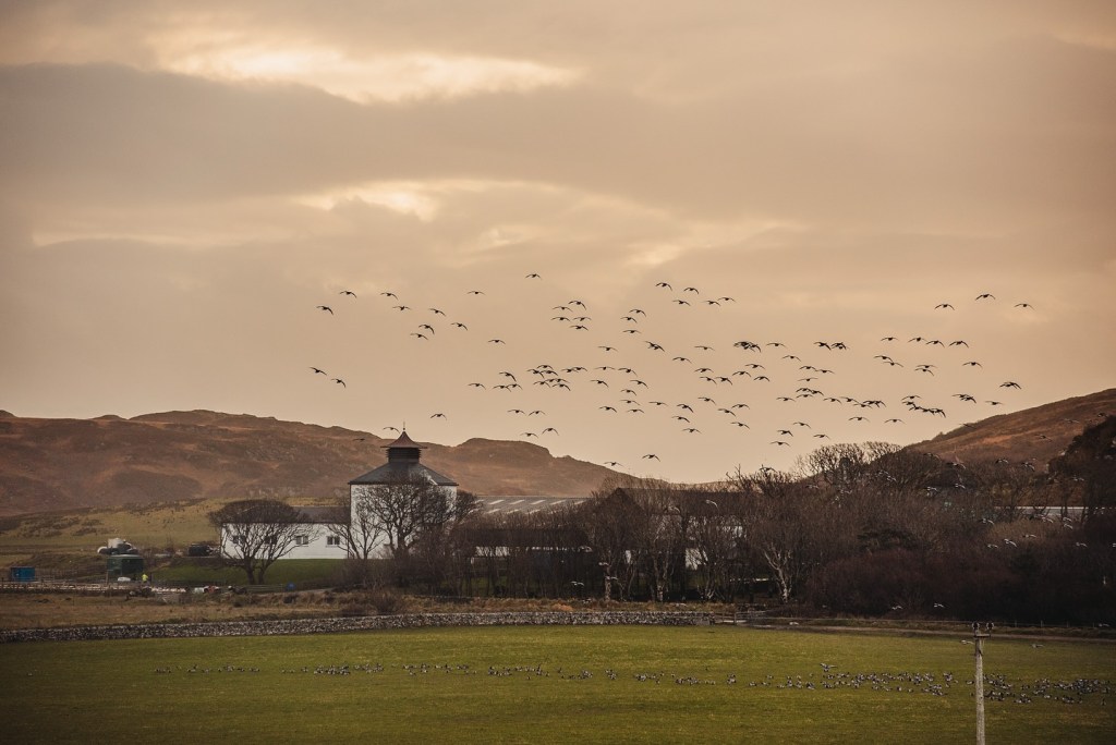 Farm distillery on islay