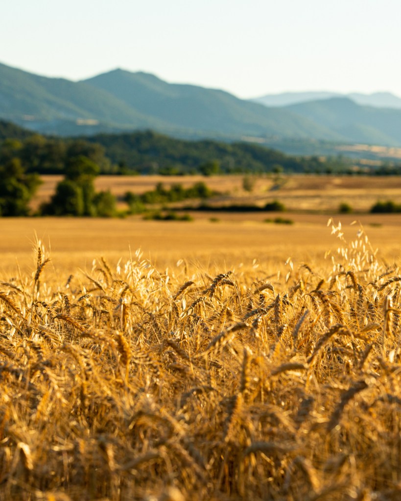 Barley field in America